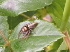 Opisthoncus polyphemus