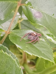 Opisthoncus polyphemus