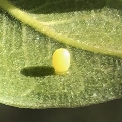 Euploea core corinna
