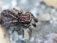 Attinella dorsata