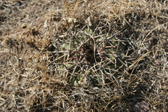 Echinocactus horizonthalonius