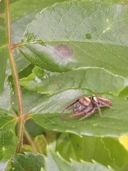 Opisthoncus polyphemus