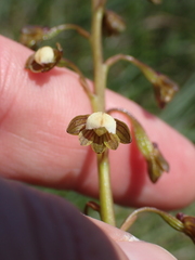 Eulophia cochlearis