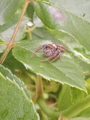 Opisthoncus polyphemus