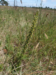 Satyrium parviflorum