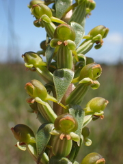 Satyrium parviflorum