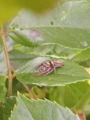 Opisthoncus polyphemus