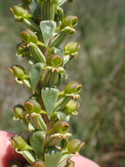 Satyrium parviflorum