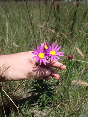 Senecio multibracteatus