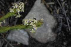 Camponotus niveosetosus