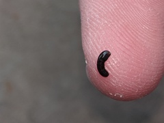 Kontikia ventrolineata