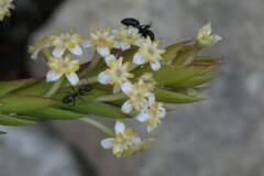 Camponotus niveosetosus
