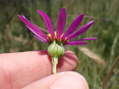 Senecio multibracteatus