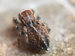 Attinella dorsata