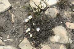 Lampranthus ceriseus