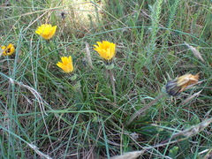 Gazania ciliaris