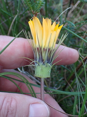Gazania ciliaris