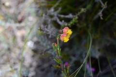 Hermannia concinnifolia