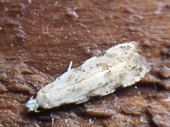 Endophthora omogramma