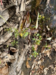 Bidens discoidea