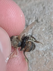 Kontikia ventrolineata