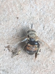 Kontikia ventrolineata