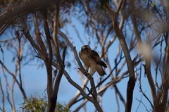 Hieraaetus morphnoides