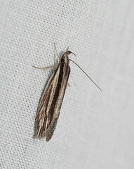 Leptosaces schistopa