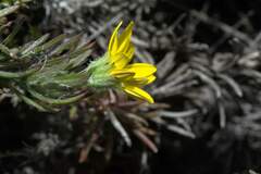 Osteospermum subulatum