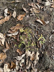 Bidens discoidea