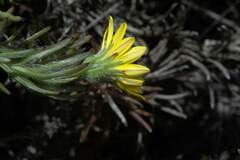 Osteospermum subulatum