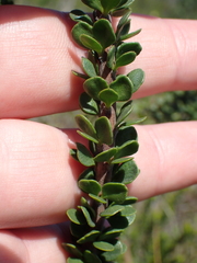 Selago rotundifolia