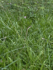 Dendrelaphis pictus