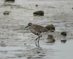 Pluvialis squatarola