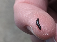 Kontikia ventrolineata