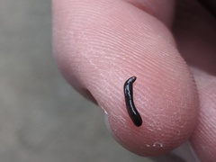 Kontikia ventrolineata