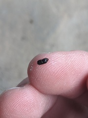 Kontikia ventrolineata