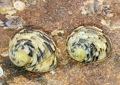 Nerita chamaeleon