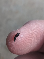 Kontikia ventrolineata