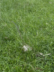 Dendrelaphis pictus