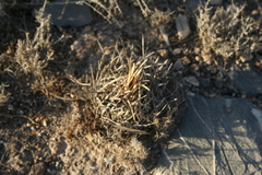 Echinofossulocactus lloydii