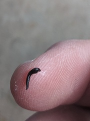 Kontikia ventrolineata