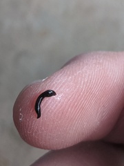 Kontikia ventrolineata