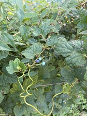 Ampelopsis glandulosa hancei