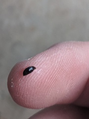 Kontikia ventrolineata