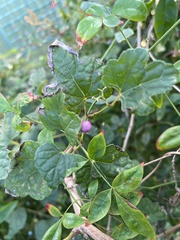 Ampelopsis glandulosa hancei