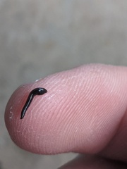 Kontikia ventrolineata