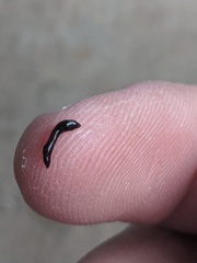 Kontikia ventrolineata
