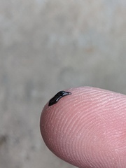 Kontikia ventrolineata