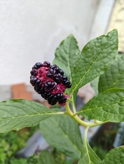 Phytolacca